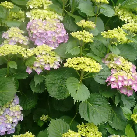 Casa de Campo La Casa Del Acebal Solorzano