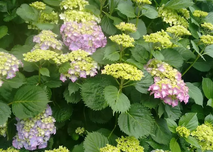 Casa rural La Casa Del Acebal Solorzano